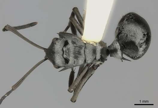 Image of Polyrhachis schlueteri Forel 1886