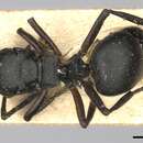Image of Polyrhachis spinicola Forel 1894