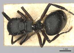 Plancia ëd Polyrhachis spinicola Forel 1894