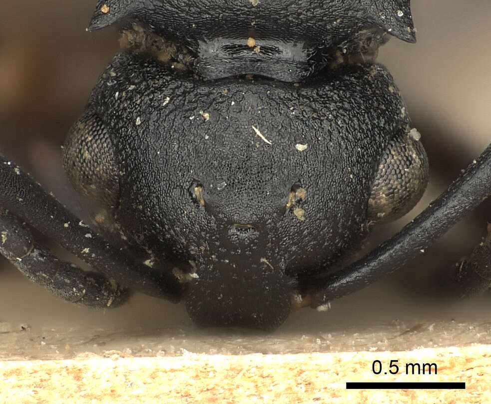 Image of Polyrhachis spinicola Forel 1894