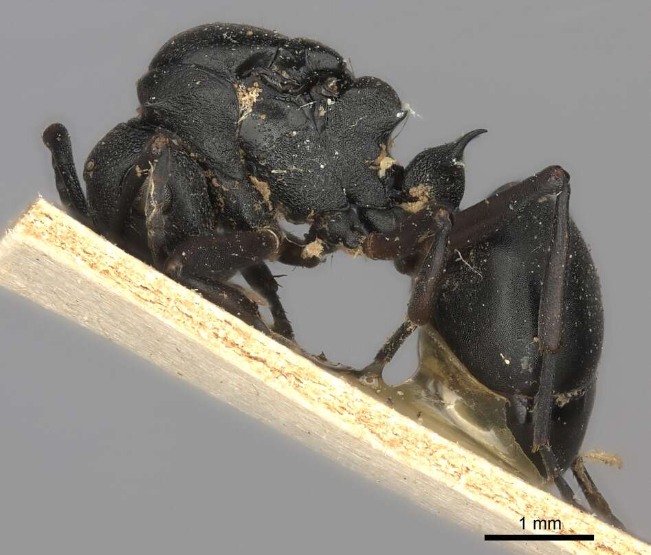 Plancia ëd Polyrhachis spinicola Forel 1894