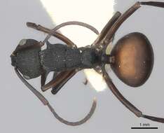 Image of Polyrhachis thompsoni Bingham 1903