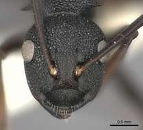 Image of Polyrhachis thompsoni Bingham 1903