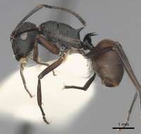 Image of Polyrhachis thompsoni Bingham 1903