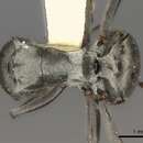 Image of Polyrhachis tibialis Smith 1858