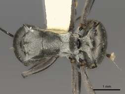 Image de Polyrhachis tibialis Smith 1858