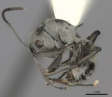 Image de Polyrhachis tibialis Smith 1858