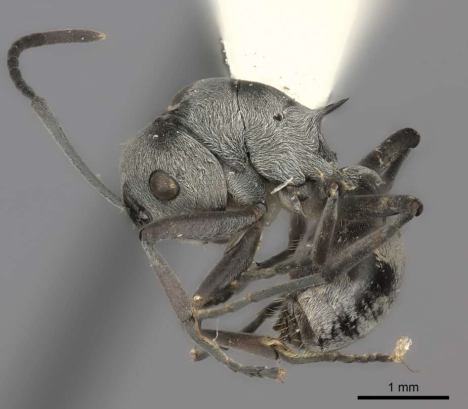 Image de Polyrhachis tibialis Smith 1858