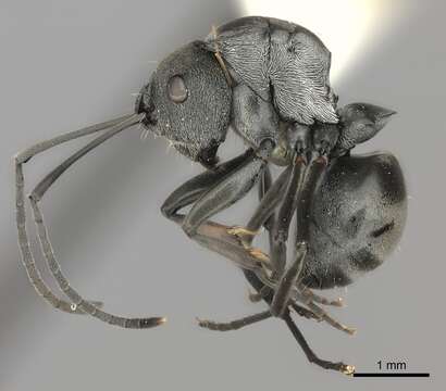 Image of Polyrhachis vindex Smith 1857