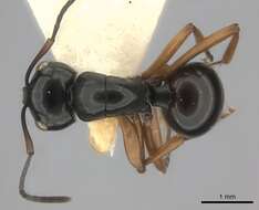 Image of Polyrhachis yorkana Forel 1915