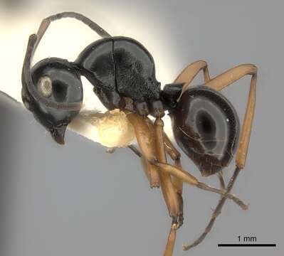 Image of Polyrhachis yorkana Forel 1915