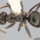 Image of Prolasius antennatus McAreavey 1947