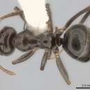 Imagem de Prolasius antennatus McAreavey 1947