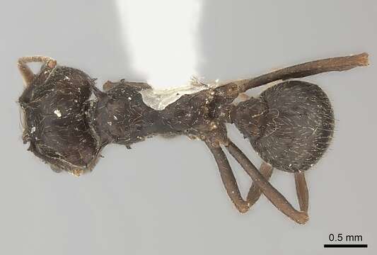 Image de Acromyrmex lobicornis (Emery 1888)