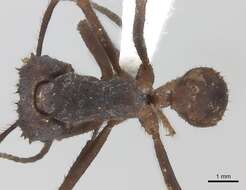 Image of Acromyrmex volcanus