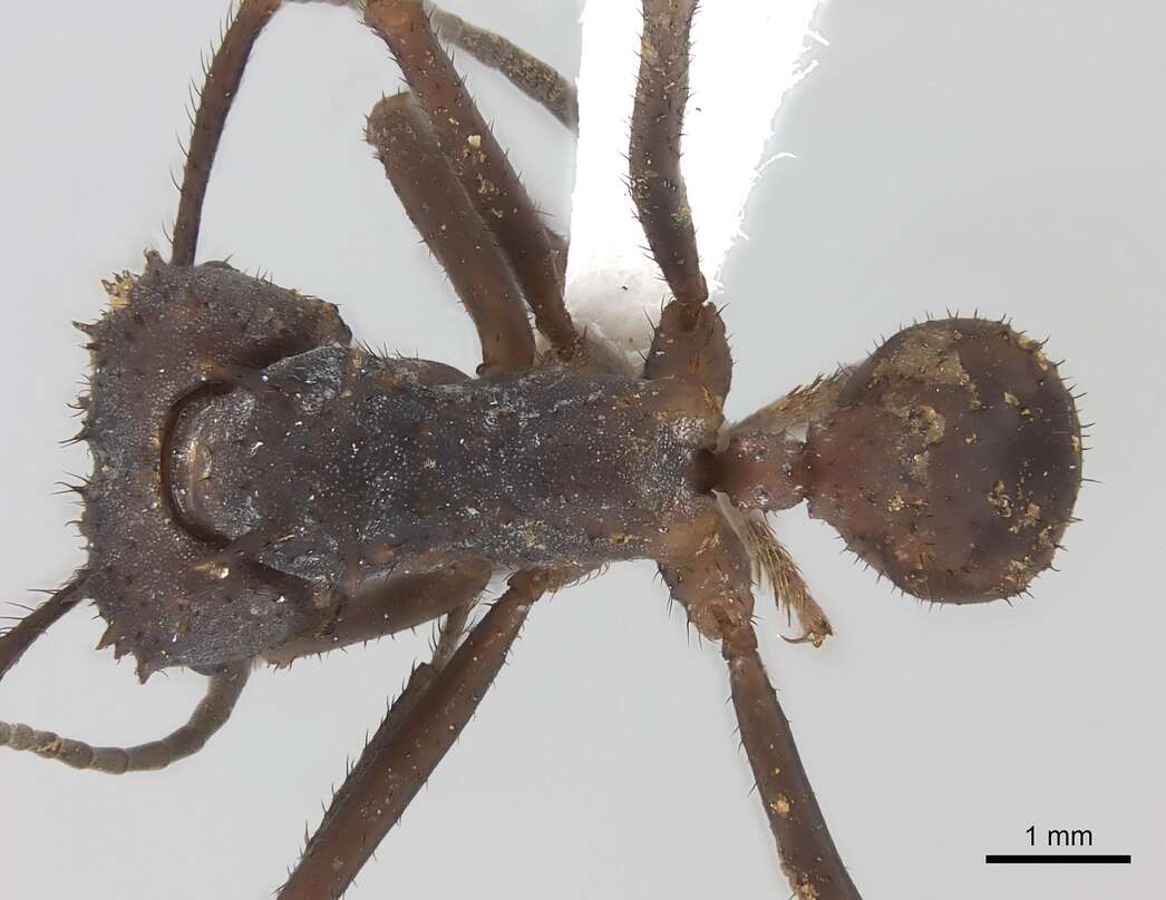 Image of Acromyrmex volcanus