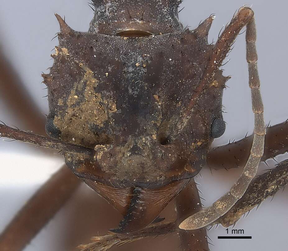 Image of Acromyrmex volcanus