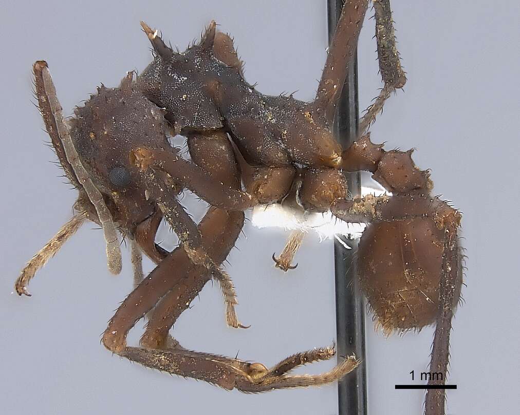 Image of Acromyrmex volcanus