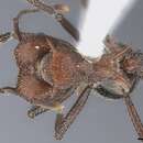 Image of Acromyrmex silvestrii (Emery 1905)