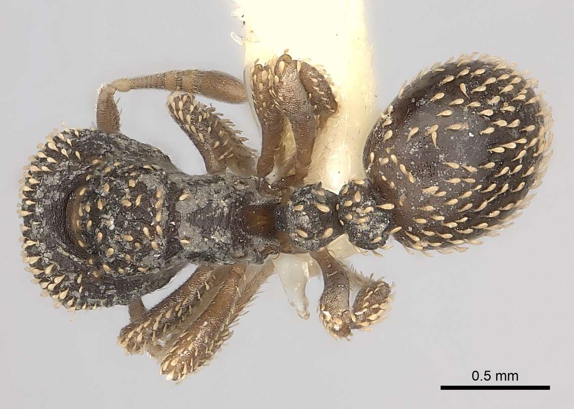 Image of Calyptomyrmex duhun Bolton 1981