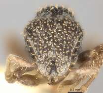 Image of Calyptomyrmex duhun Bolton 1981