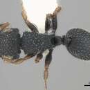 Image of Cataulacus brevisetosus Forel 1901
