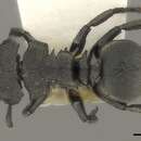Image de Cephalotes basalis (Smith 1876)