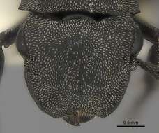 Image of Cephalotes basalis (Smith 1876)