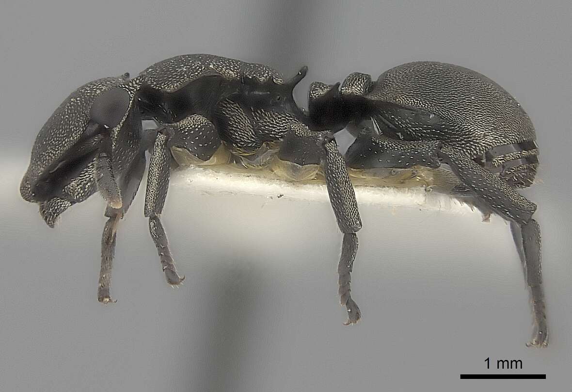 Image of Cephalotes basalis (Smith 1876)