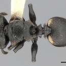 Image of Cephalotes biguttatus (Emery 1890)