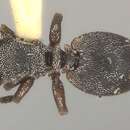 Cephalotes bivestitus (Santschi 1922) resmi