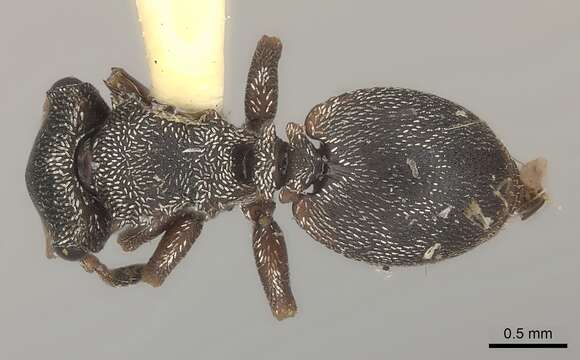 Cephalotes bivestitus (Santschi 1922) resmi