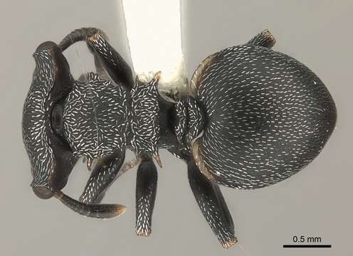 Image of Cephalotes christopherseni (Forel 1912)