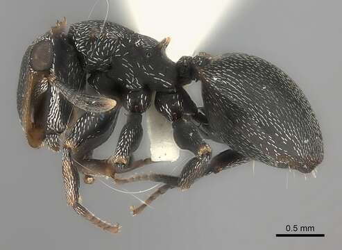 Image of Cephalotes christopherseni (Forel 1912)