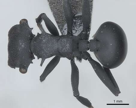 Cephalotes opacus Santschi 1920 resmi