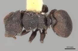 Image of Cephalotes pallens (Klug 1824)