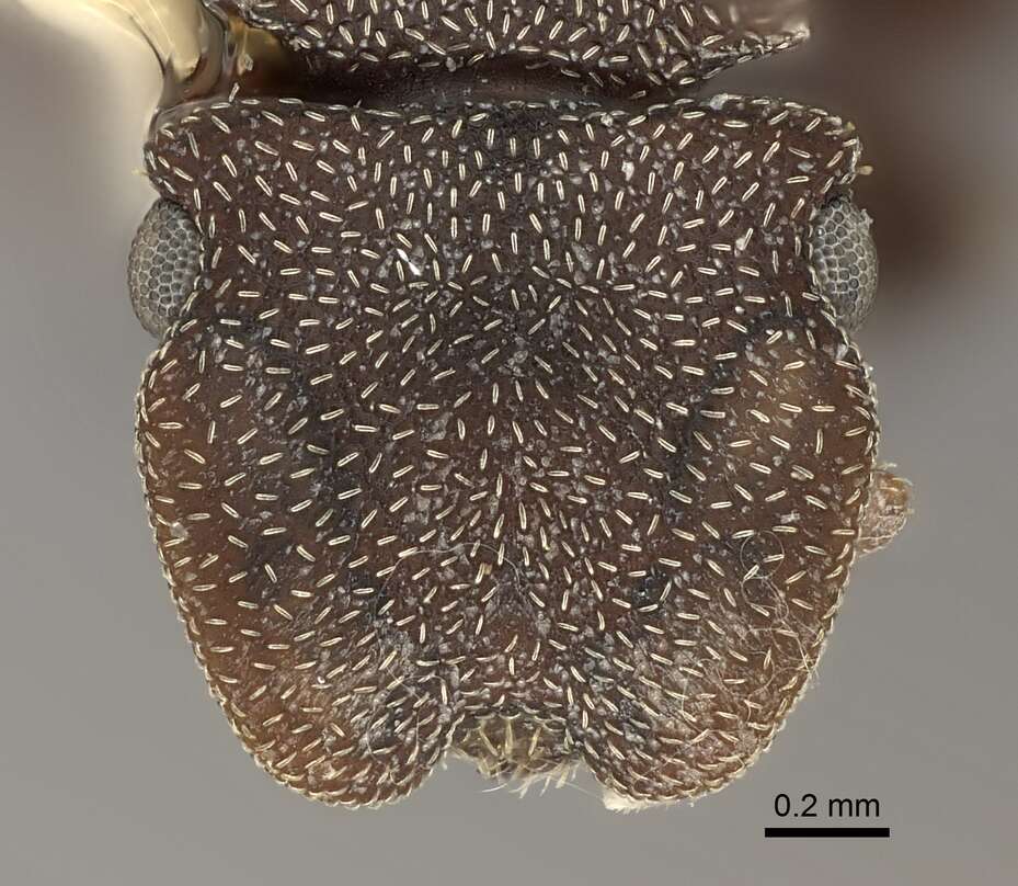 Image of Cephalotes pallens (Klug 1824)