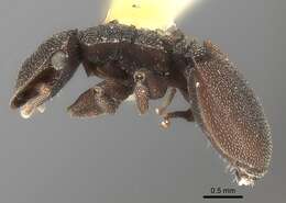 Image of Cephalotes pallens (Klug 1824)