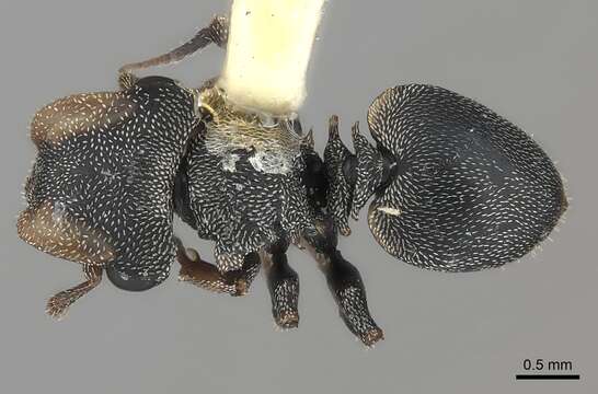 Cephalotes pavonii (Latreille 1809) resmi