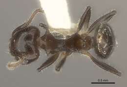 Image of Crematogaster flavitarsis Emery 1900