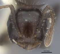 Image of Crematogaster flavitarsis Emery 1900