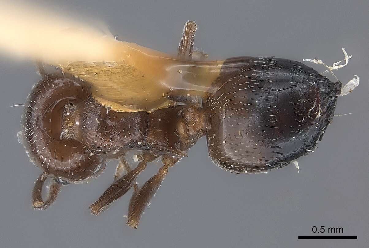 Image of Crematogaster laeviuscula Mayr 1870