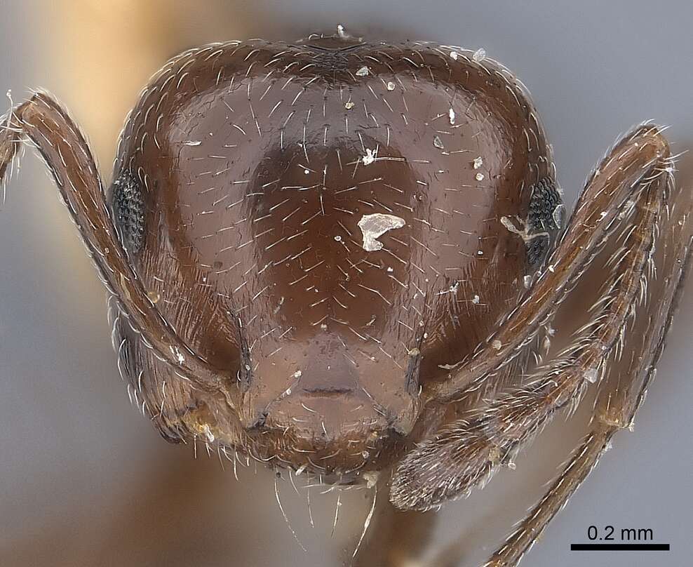 Image of Crematogaster laeviuscula Mayr 1870