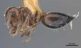 Image of Crematogaster laeviuscula Mayr 1870