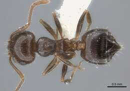 Image of Crematogaster navajoa Buren 1968