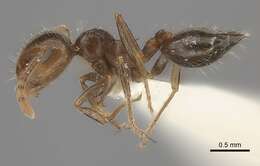 Image of Crematogaster navajoa Buren 1968