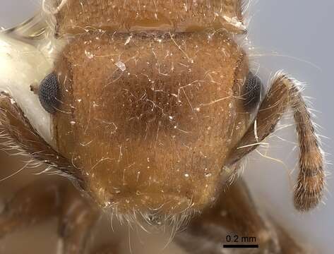 Image of Meranoplus castaneus Smith 1857