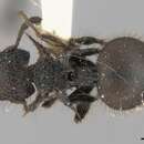 Image of Meranoplus mucronatus Smith 1857