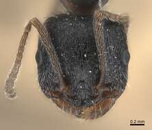 Image of Messor aciculatus (Smith 1874)