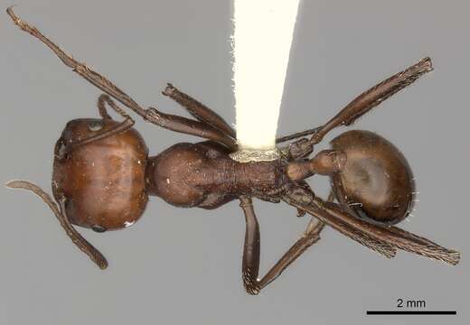 Image of Messor cephalotes (Emery 1895)